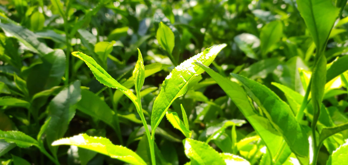 Okumidori